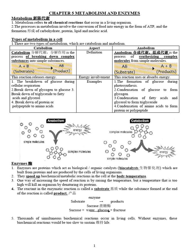 Chapter 5 Metabolism and Enzymes | PDF | Enzyme | Metabolism