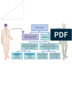 Parasympathetic Vs Sympathetic 