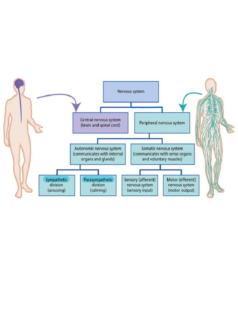 Parasympathetic Vs Sympathetic PDF
