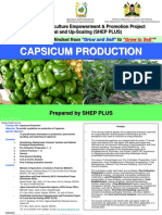 Capsicum Production