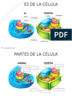 Partes de La Célula