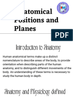 Anatomical Positions and Planes
