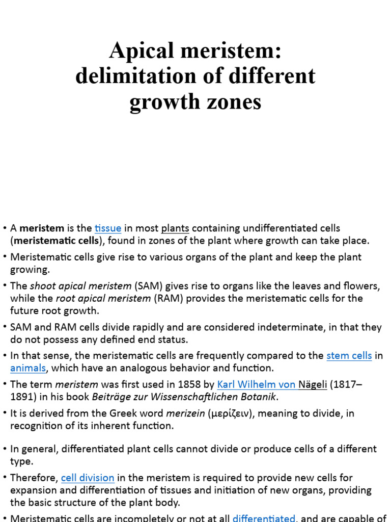 Apical Meristem Growth and Structure | PDF | Morphology (Biology ...