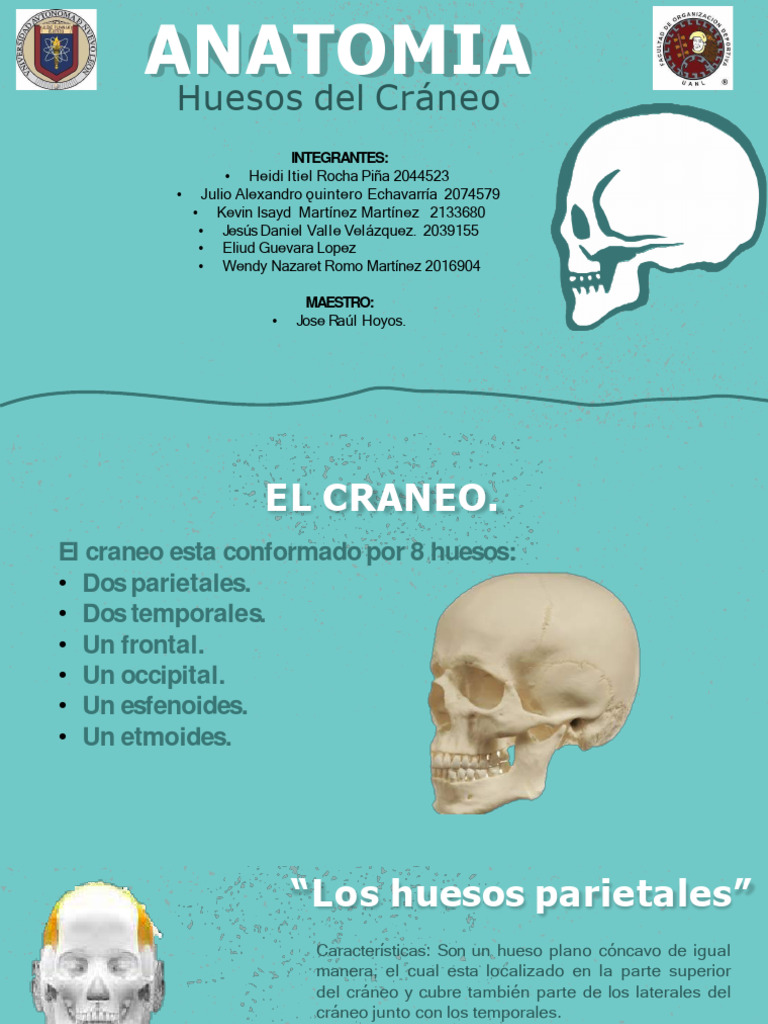 Huesos del craneoy cara pdf cr neo cabeza y cuello humanos