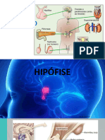 HipÃ Fise Tireoide Paratireoide