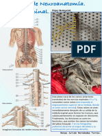 Guia Neuroanatomica. Notas Julian Hernandez Torres.