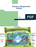 Fotosintesis Biologia