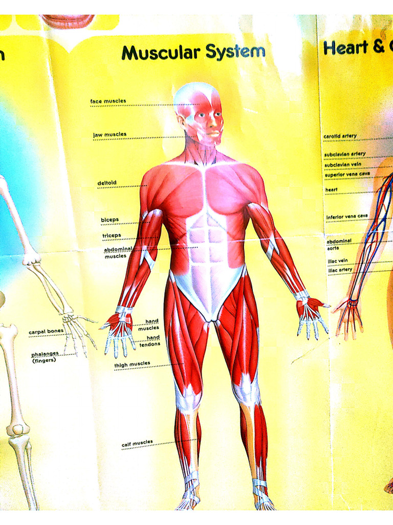 Case Study of Muscular System | PDF