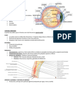 Anatomia Ocular