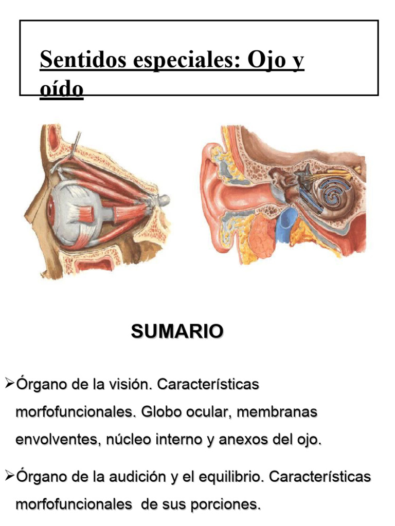 Sentidos Especiales Ojo Y Oido Pdf Ojo Humano Oído