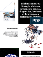 Wepik Trichuris en Cuyes Etiologia Sintomas Prevencion Control Diagnostico Lecciones de La Necropsia 20231117135541jfqp