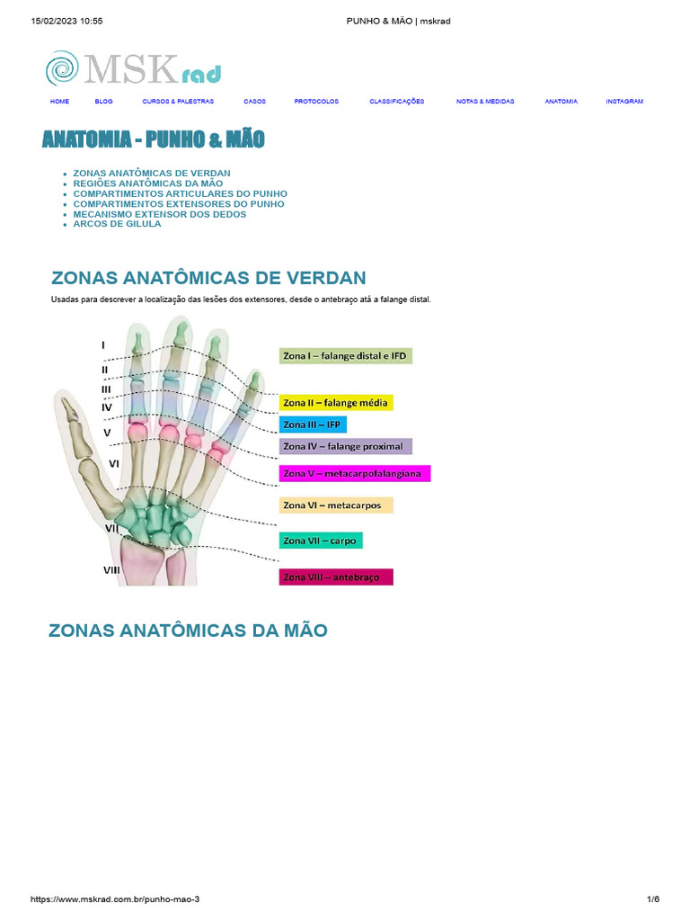 Anatomia do Punho e Mão | PDF | Tendão | Anatomia, image size:768x1024