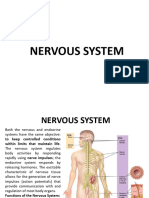 Lab 16 The Nervous System