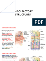 Lab 21 The Olfactory Structures