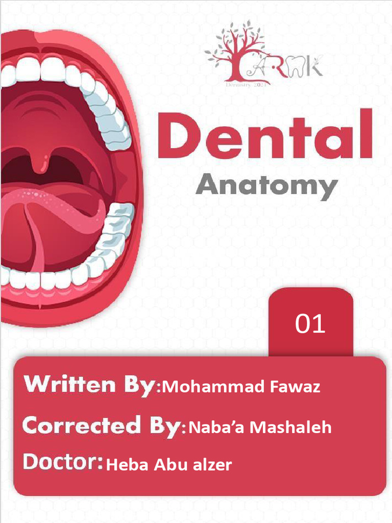 Dental Anatomy Sheet No 1 Pdf Tooth Human Head And Neck