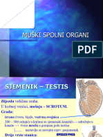 Muški Spolni Sustav 4