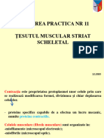 LP11 Tesutul Muscular Striat Scheletal