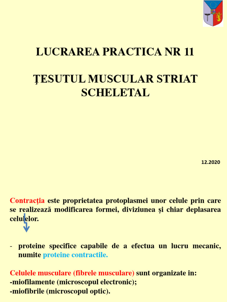 LP11 Tesutul Muscular Striat Scheletal | PDF