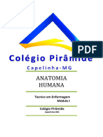 Anatomia Humana - Colegio Piramide 1º Modulo