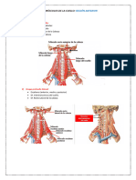 Esquemas e Imagen de Los Musculos Del Cuello