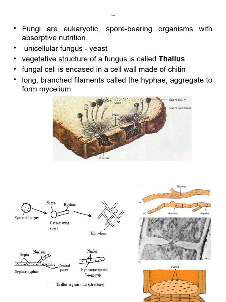 1 4 1 Eukaryotes Fungi Algae Protozoan Structure Classification