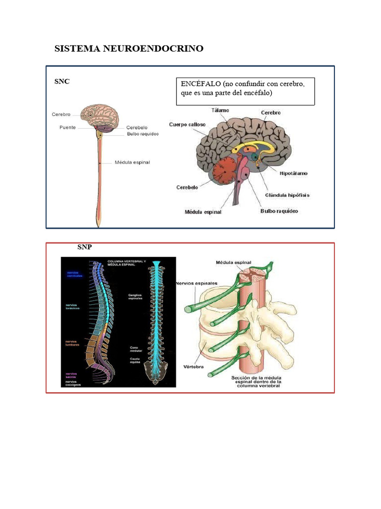 actividades-sistema-neuroendocrino-pdf-sistema-nervioso-hormona