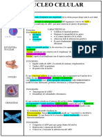 Nucleo Celular