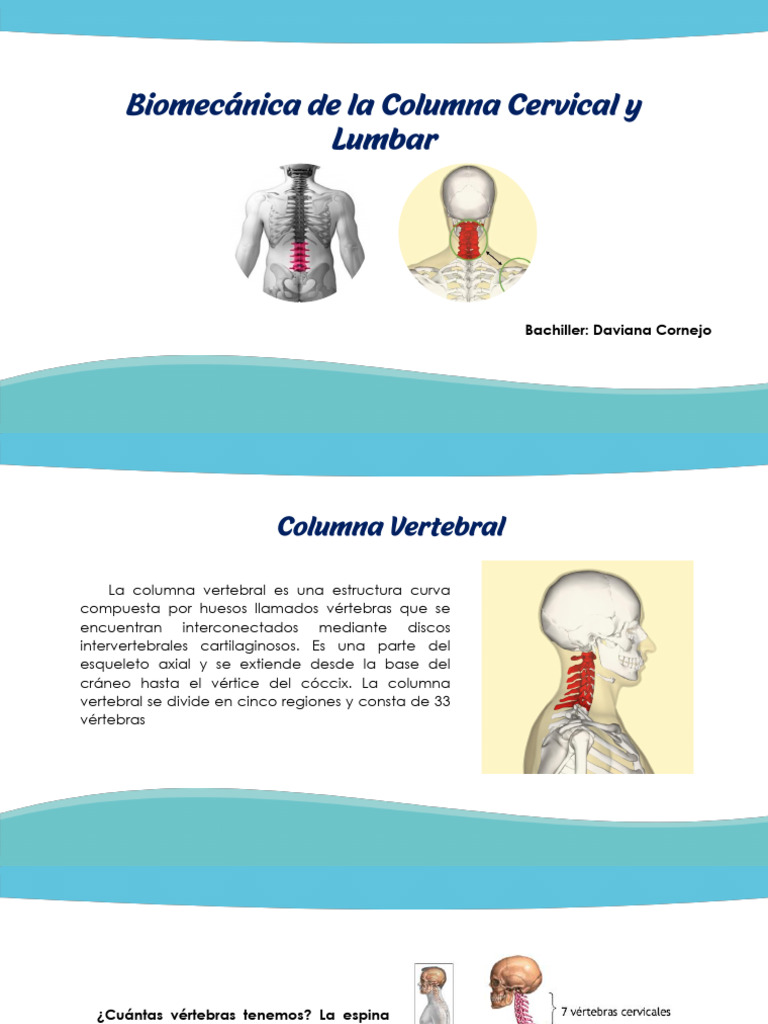 Estructura y Función de la Columna Vertebral | PDF | La columna ...