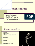 4.sistema Esquelético