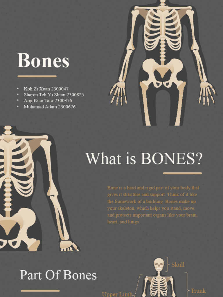 Bones Biomechanic | PDF | Osteoblast | Anatomical Terms Of Motion