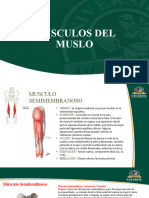 Musculos Del Muslo