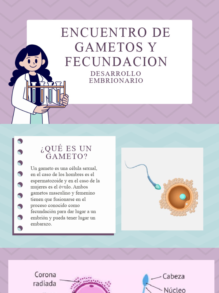Encuentro de Gametos y Fecundacion - Romero | PDF | Embrión | Feto