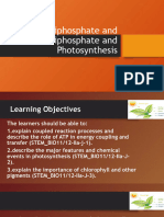 ATP ADP, Photosynthesis
