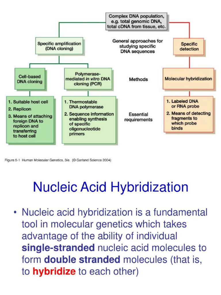 TYPES OF HYBRIDIZATION TECHNIQUES intelligence overview