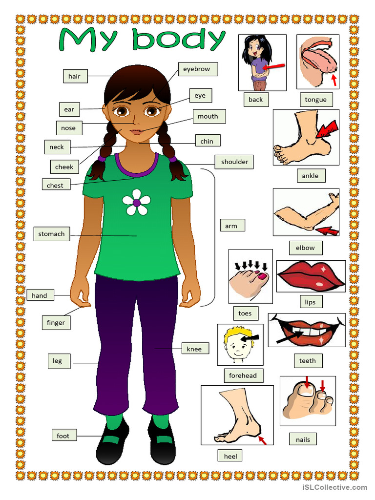 My Body | PDF
