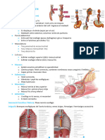 Tema 8 Aparell Digestiu Part II