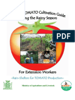 Practical Tomato Cultivation Guide During The Rainy Season