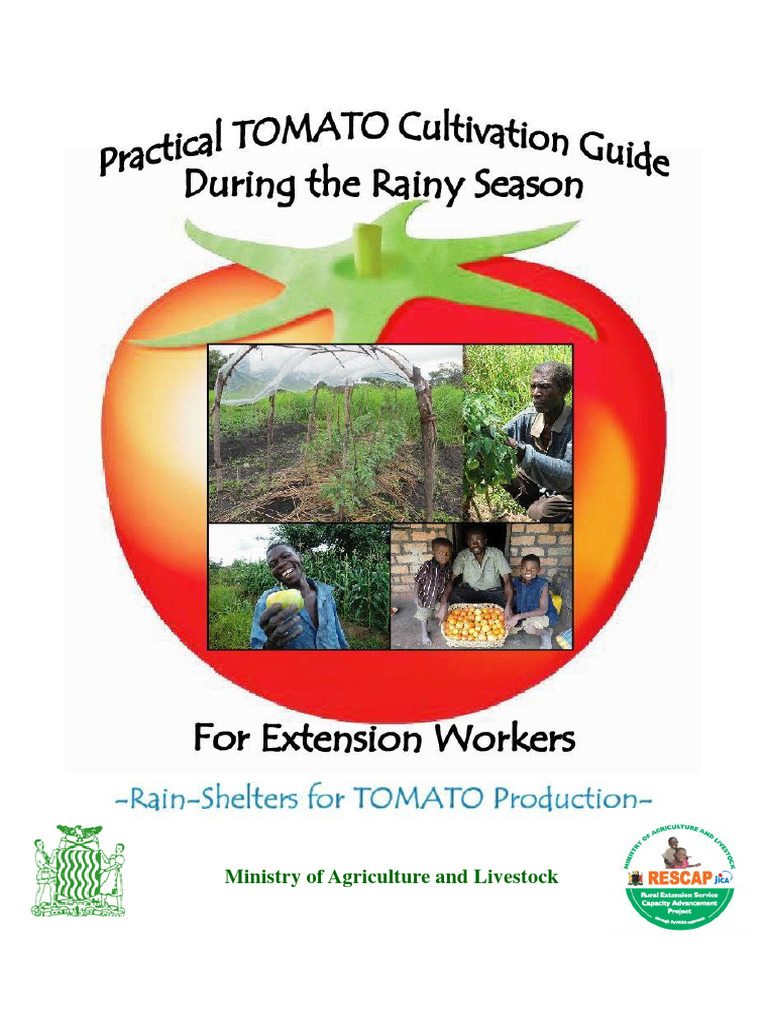 Practical Tomato Cultivation Guide During The Rainy Season PDF