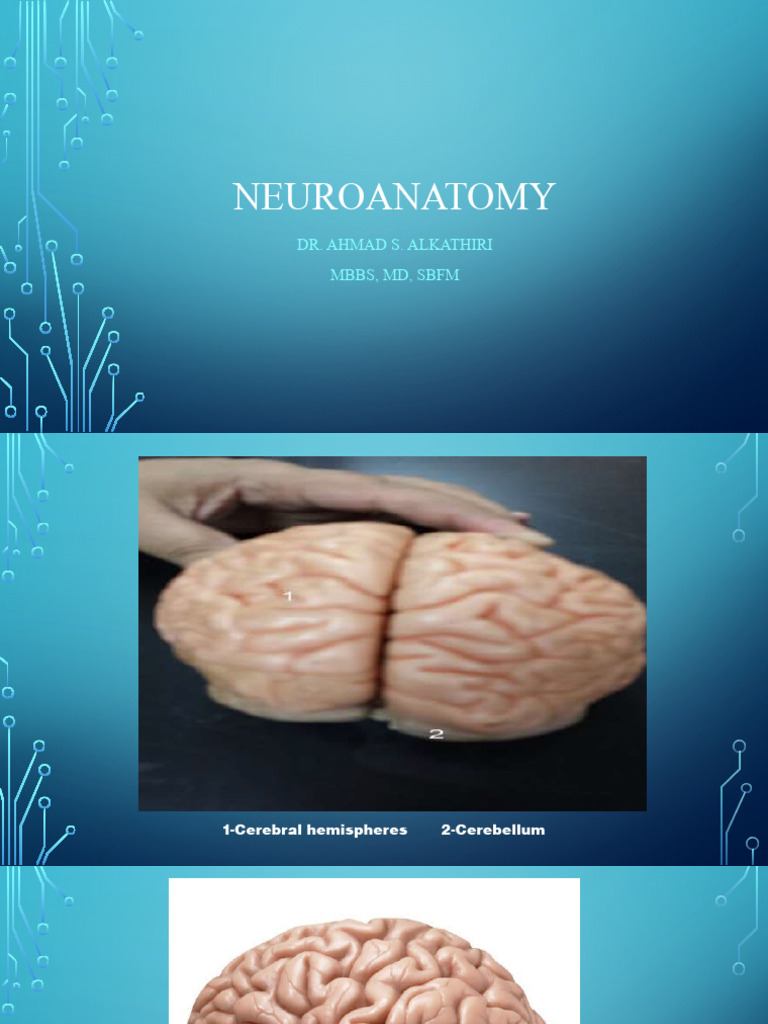 Neurolap Overview of Neuroanatomy | PDF | Wellness | Science & Mathematics