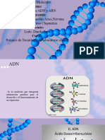 Estructura de ADN Y ARN