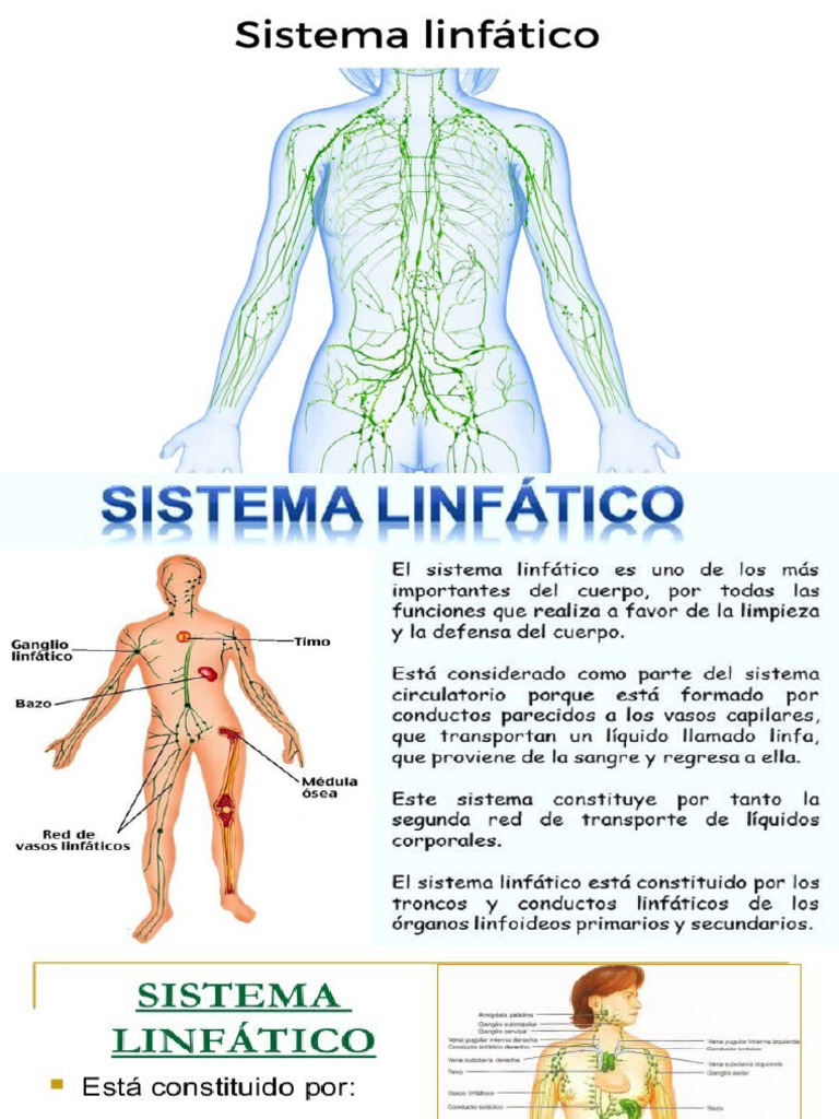 Sistema Linfatico Pdf Sistema Linfático Linfa