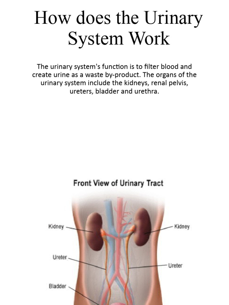 URINARY SYSTEM ANATOMY FUNCTION AND DISEASES intelligence overview