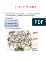 Lanțurile Trofice
