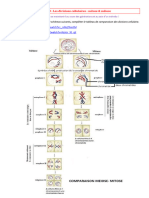 DM Mitose Vs Méiose