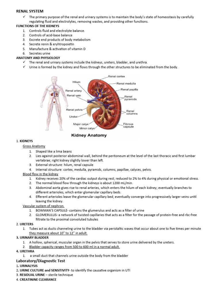 RENAL SYSTEM Handouts For Iloilo PDF Kidney Urinary Incontinence