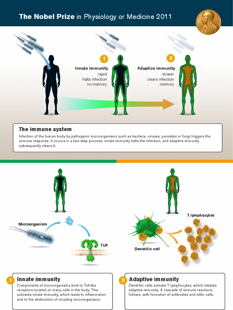 Immune Response: Innate and Adaptive | PDF