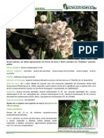 HTTPSWWW - Invasoras.ptsitesdefaultfilesacacia-Melanoxylon Torrinha - PDF 2