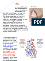 Unidad 12 Corazón