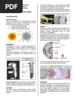 Funciones del Periciclo en Raíces | PDF
