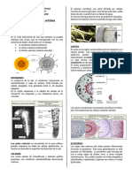 La Raíz Anatomía Interna - VC - 2° Sec